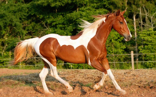Consejos para el Cuidado de Caballos en Climas Extremos