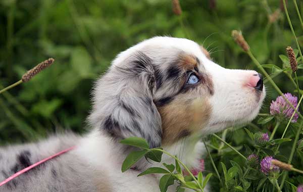 La sarna en las mascotas, causas y tratamiento