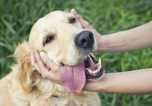 El gusano ganchudo en perros: prevención, riesgos y la importancia del veterinario en su control