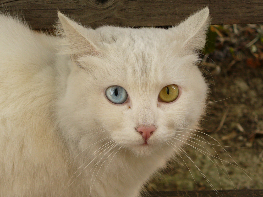 Consejos para cuidar a un Gato de Angora Turco
