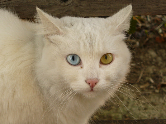 Consejos para cuidar a un Gato de Angora Turco