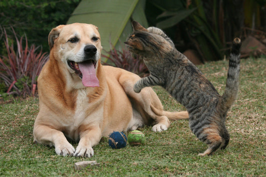 Tener un perro o un gato como mascota: una decisión importante