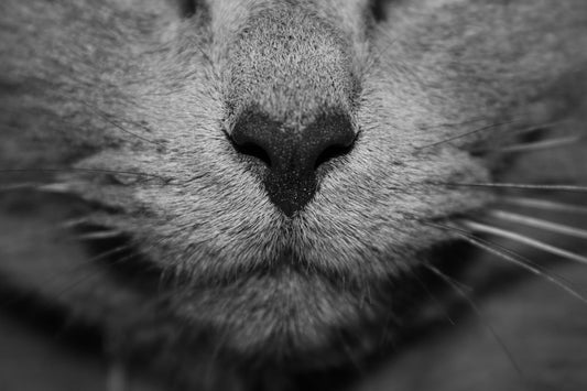 Mi gato tiene la nariz blanca, ¿Por qué?