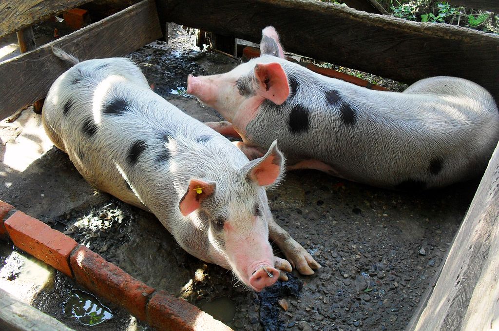 Diferentes problemas de salud en los cerdos de granja