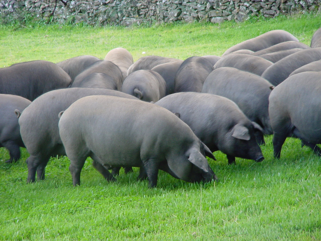 Consejos veterinarios para la cría de cerdos saludables