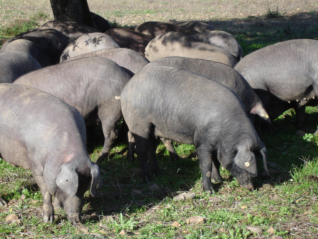 Cómo es el comportamiento del cerdo