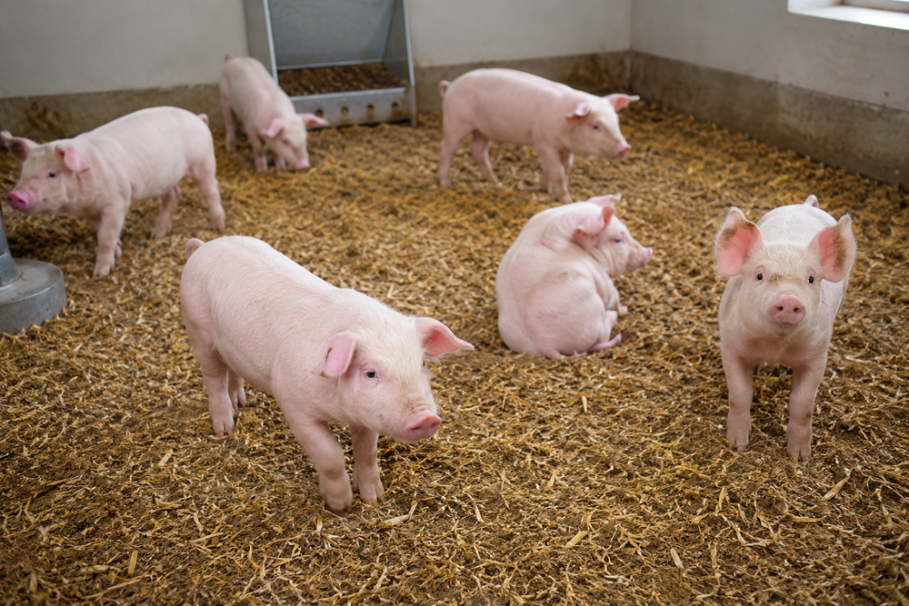 Epidermitis exudativa: cómo afecta a los animales de cría y cómo se atiende por medios veterinarios