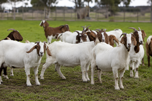 Linfadenitis caseosa en cabras de cría: prevención, control y manejo sanitario