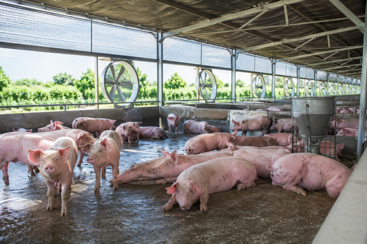 Enfermedades en el ganado porcino asociadas al calor extremo: prevención y apoyo veterinario