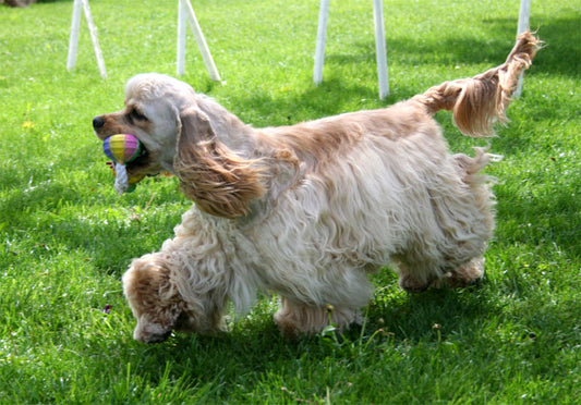 Consejos para el cuidado del Cocker Spaniel Americano