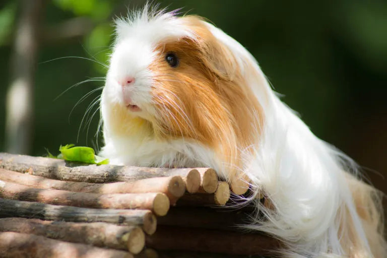 Cómo prevenir el estrés en las cobayas mascota: claves para su bienestar emocional