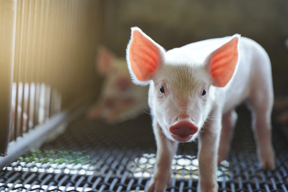 Infecciones por estreptococos en el ganado porcino: un desafío sanitario para la producción