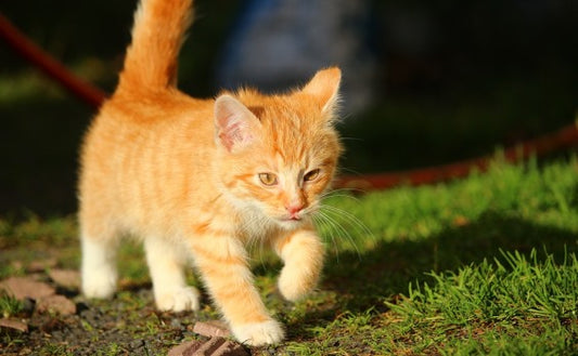 Consejos para cuidar la salud de tu gato