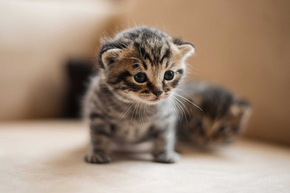 El arte de elegir el rascador ideal para tu gato