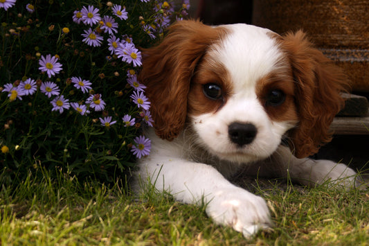 Beneficios del adiestramiento para el cuidado del perro