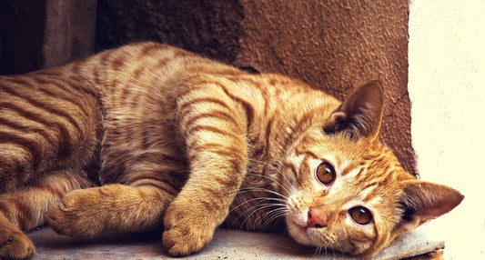 Aprende más acerca del comportamiento de tu gato