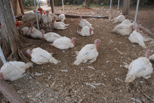 Severas enfermedades que afectan a los pavos en criaderos y granjas