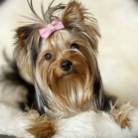 Mascotas ideales para cuidar en viviendas pequeñas