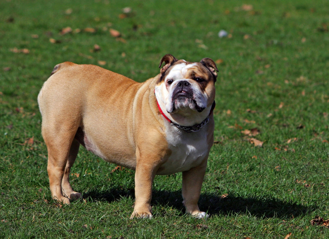 Prevención de enfermedades y salud para el Bulldog