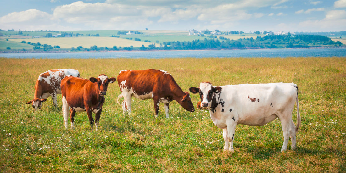 Importancia de la veterinaria para los emprendimientos ganaderos