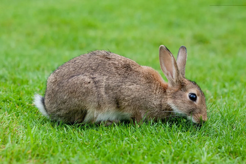 Estasis gastrointestinal en los conejos de cría: un problema que requiere atención veterinaria especializada