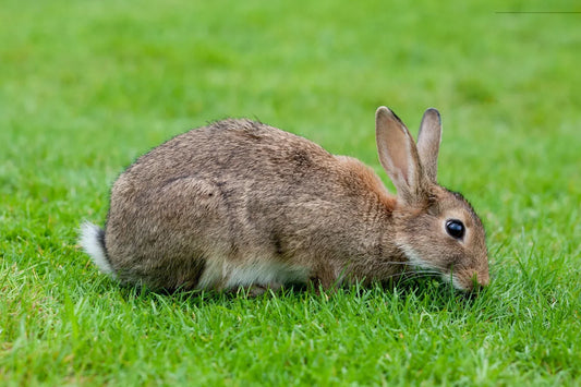 Estasis gastrointestinal en los conejos de cría: un problema que requiere atención veterinaria especializada