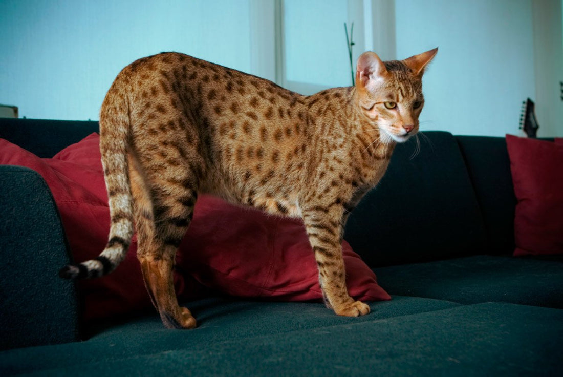 Consejos para cuidar a un gato Ashera