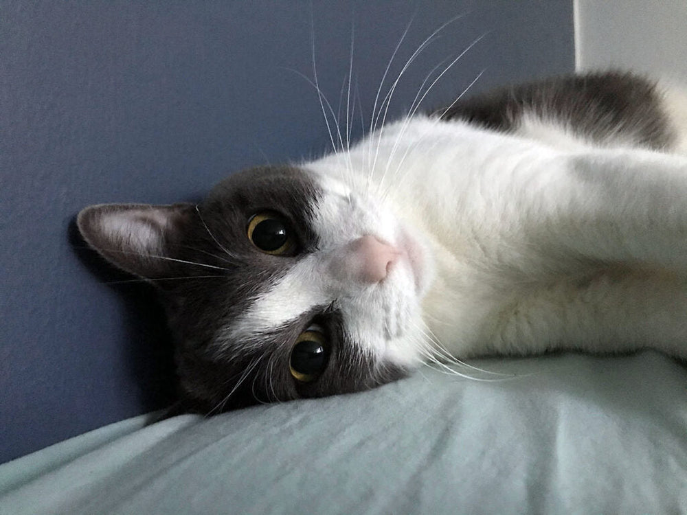Caspa en gatos: causas, síntomas y cómo tratarla eficazmente