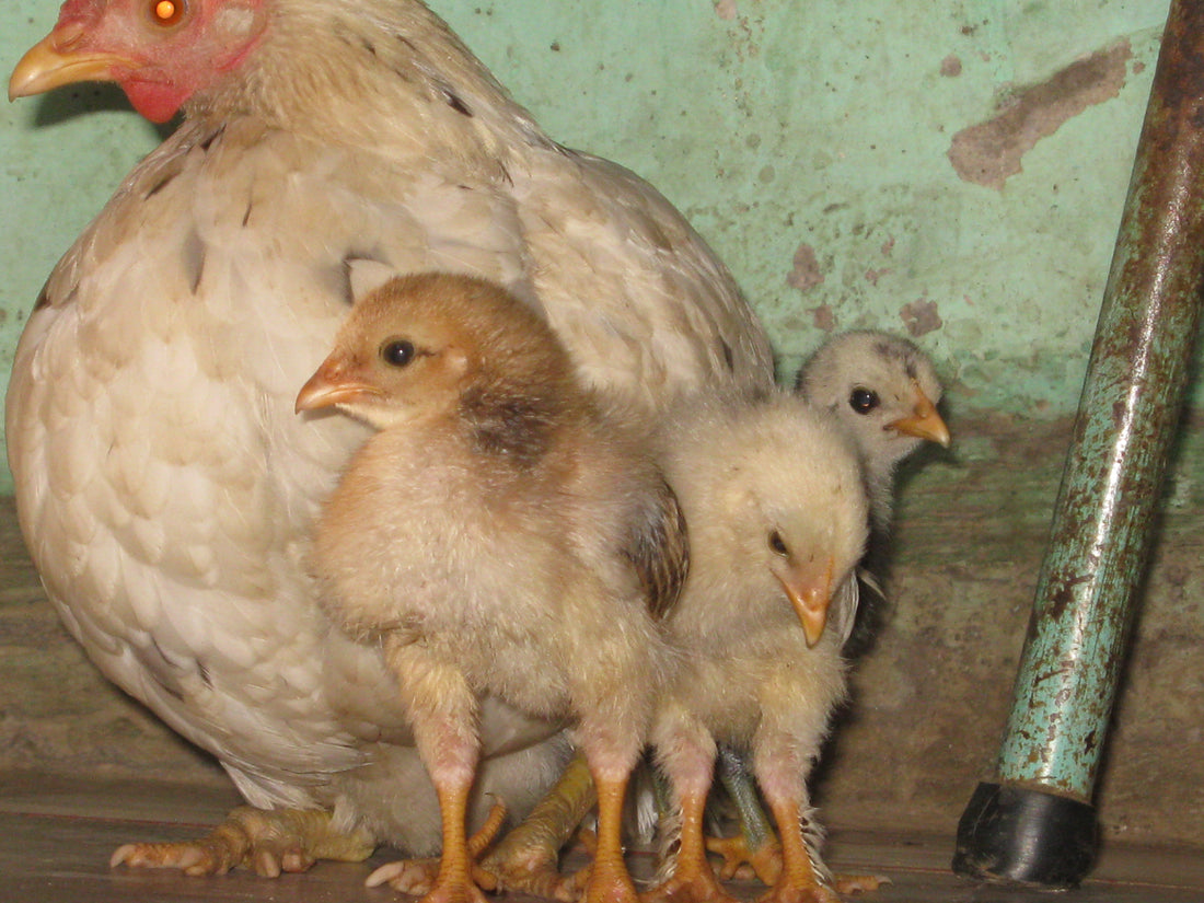 Enfermedades habituales en los pollos de cría