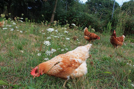 Enfermedades de los animales de granja y aves de corral