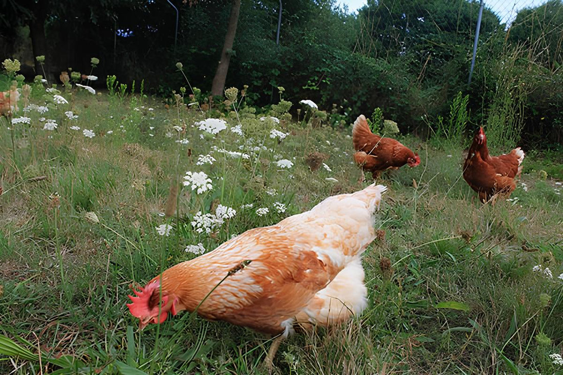 Importancia del monitoreo veterinario para la nutrición de las gallinas