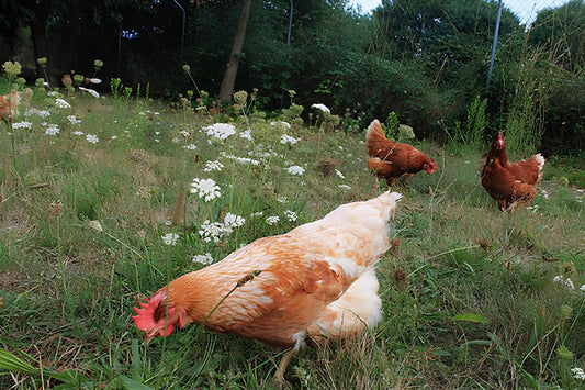 Importancia del monitoreo veterinario para la nutrición de las gallinas