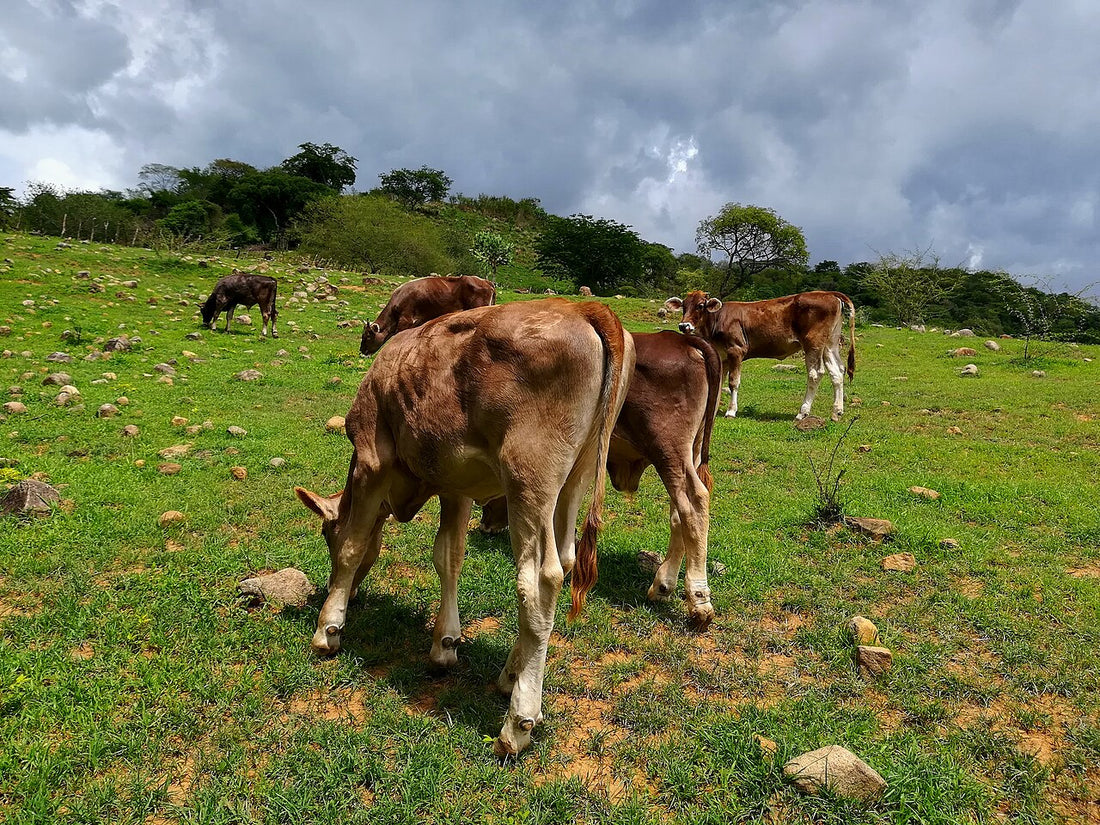 Prevención y contención de la anaplasmosis en el ganado bovino