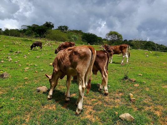 Prevención y contención de la anaplasmosis en el ganado bovino