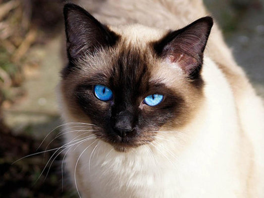 Tener un gato siamés o un angora como mascota