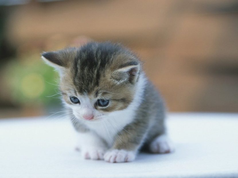 Consejos para cuidar a un gato bebé