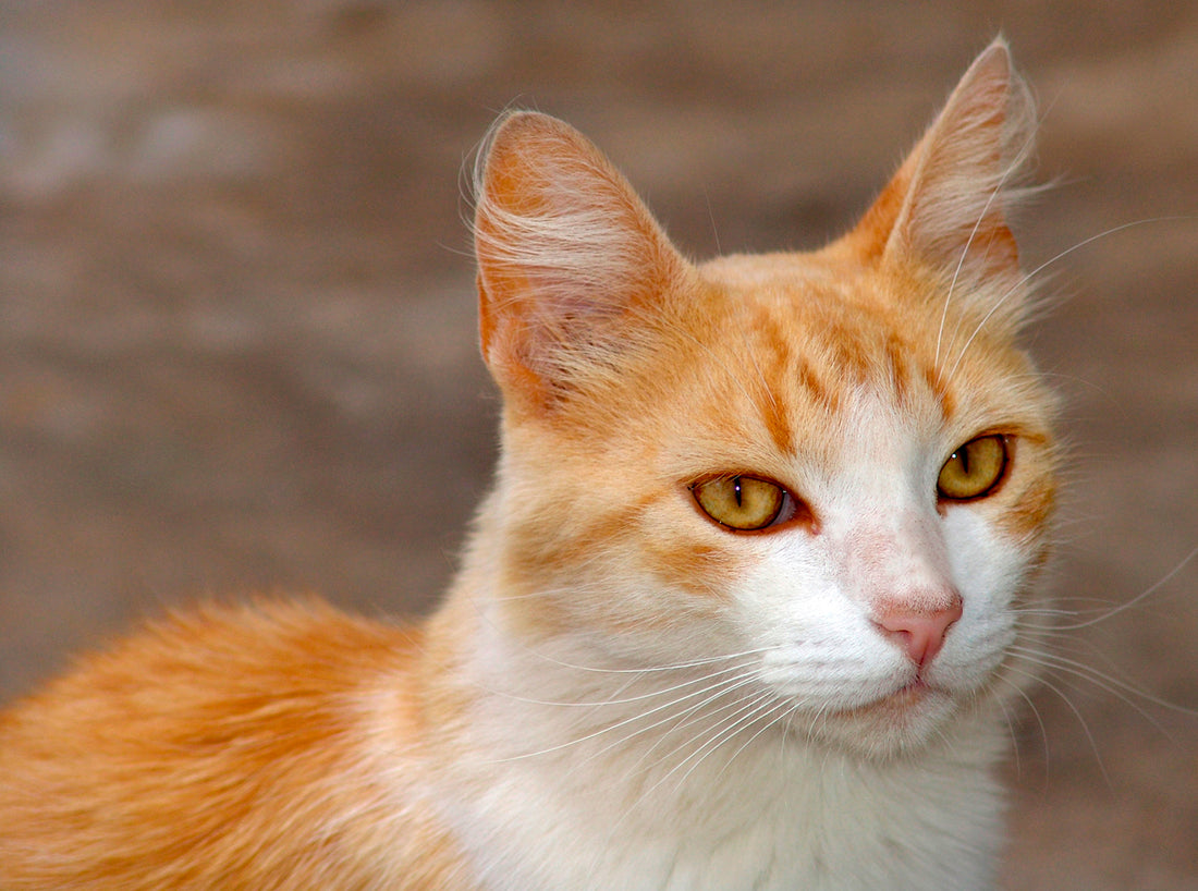 Qué sucede si un gato estornuda mucho