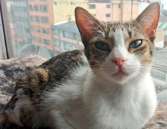 Depresión en las mascotas: ¿cuáles son los indicios y cómo ayudarlas?