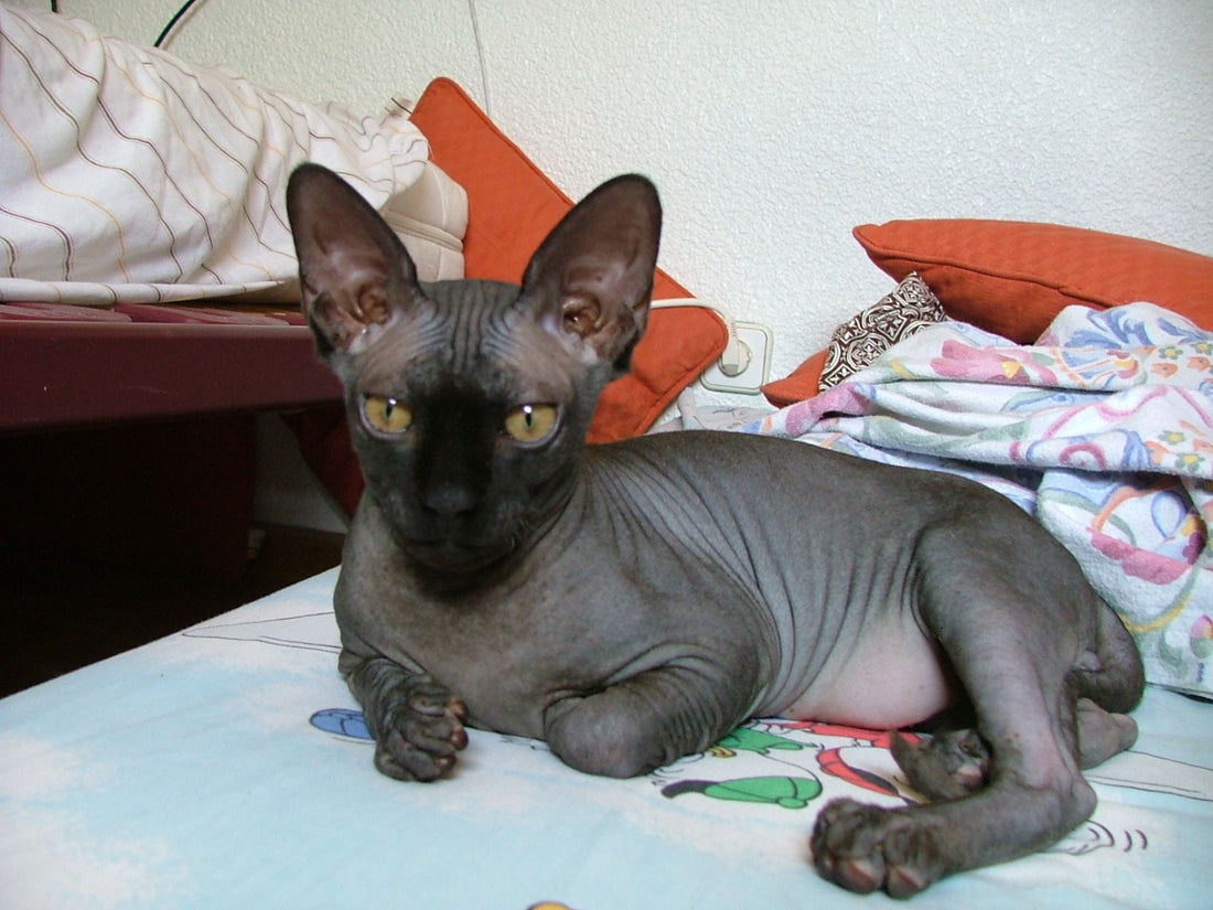Consejos para cuidar a un gato esfinge o Sphynx