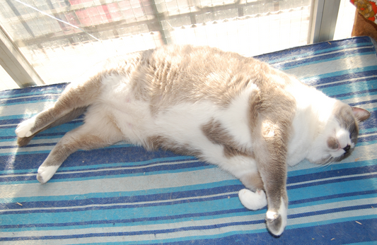 Cuidados preventivos para el gato