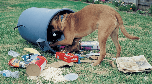 El hábito de los perros de husmear en la basura: riesgos ocultos y cómo evitarlos