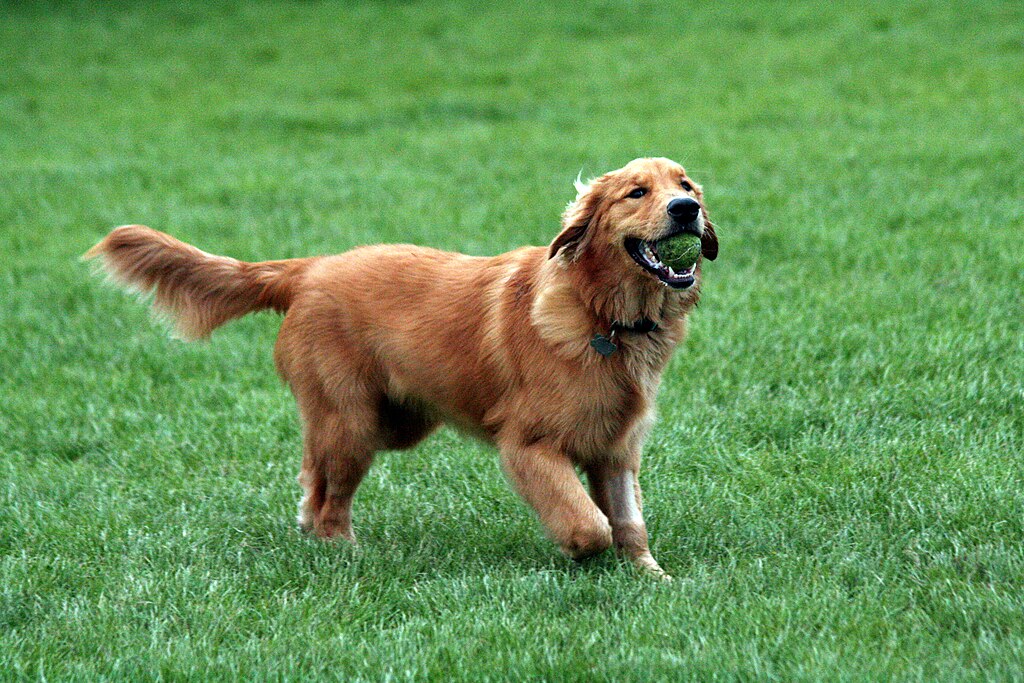 Las Mejores Razas Caninas para Tener como Mascota en el Año 2025