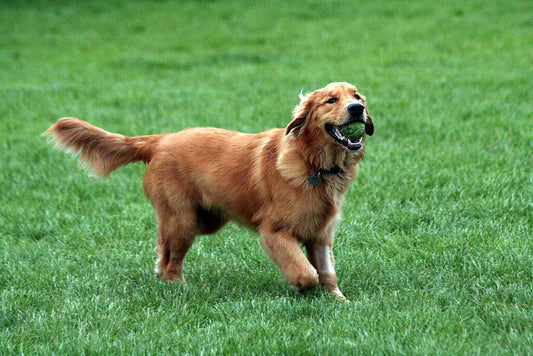 Las Mejores Razas Caninas para Tener como Mascota en el Año 2025