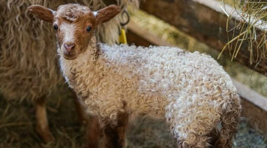 Manejo del Estrés en Animales de Granja para Mejorar su Rendimiento