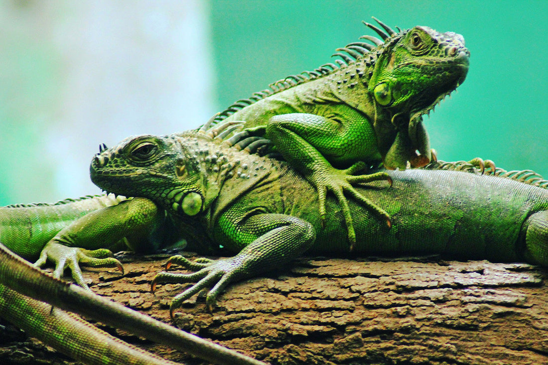 ¿Tienes un reptil como mascota en casa? Esto te interesa