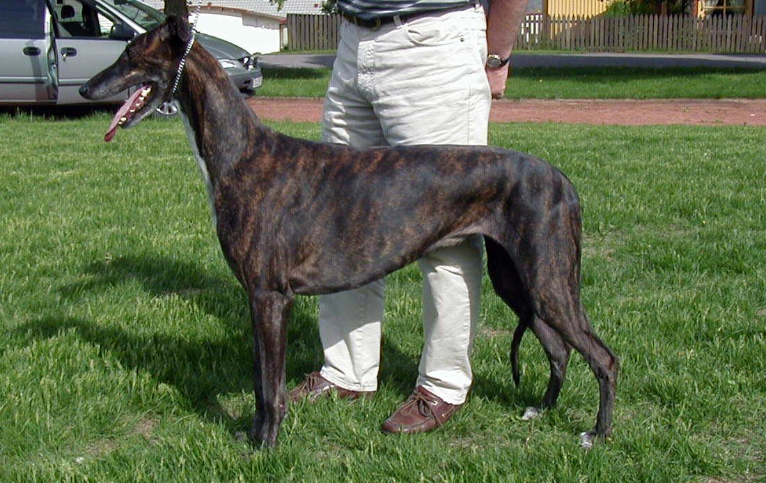 Cómo cuidar un galgo inglés o greyhound