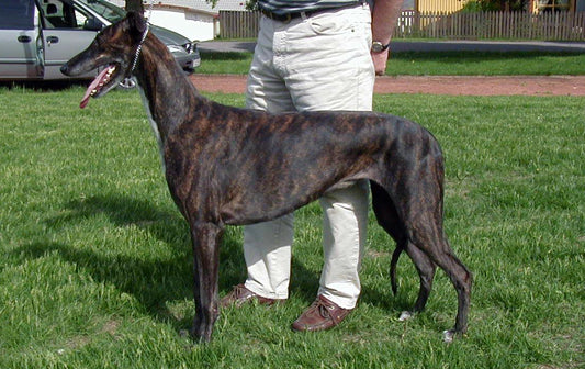 Cómo cuidar un galgo inglés o greyhound