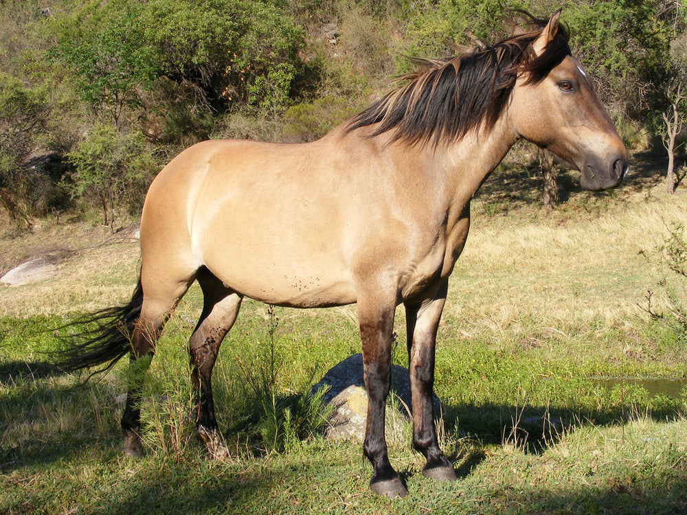 Cómo prevenir la osteocondrosis en los caballos