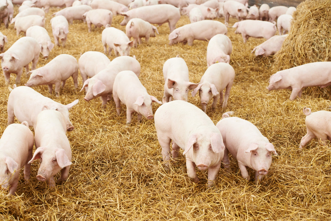 Enfermedades de los cerdos de granja