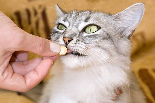 Como administrar medicamentos en pastilla a un gato